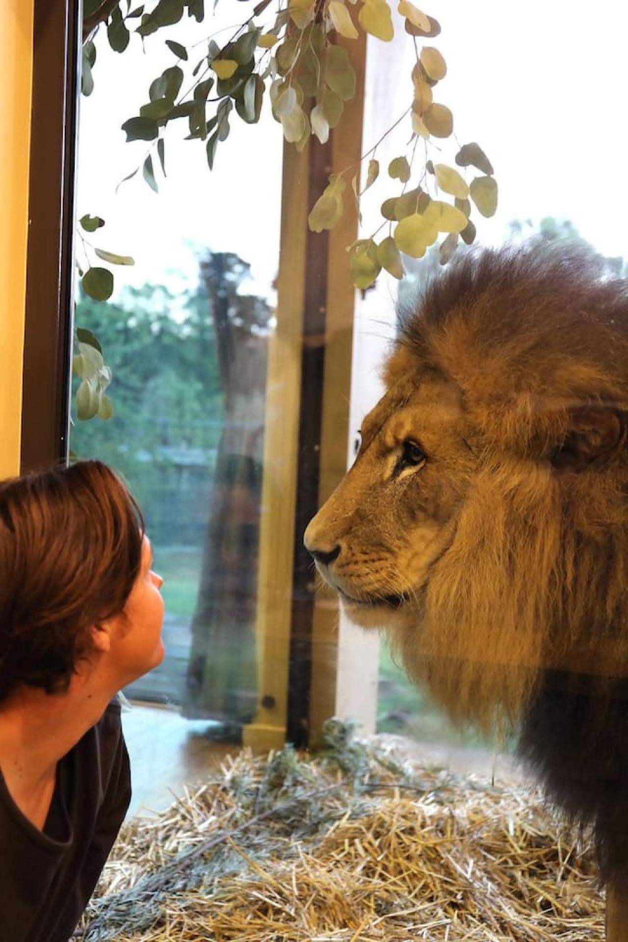 Big Cat Bungalows At The Haven - Lion 2 Canastota Zewnętrze zdjęcie